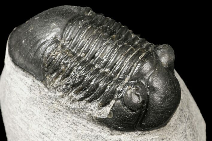 Bargain, Paralejurus Trilobite Fossil - Ofaten, Morocco #119852